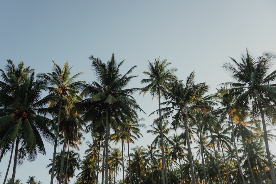 Rừng Dừa Bảy Mẫu